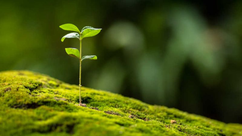 File:Singkham AdobeStock 168553653 RV.jpg