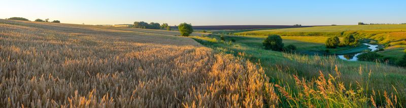 File:Rural-landscape-wheat-meadows-AdobeStock 531738253-resized.jpeg