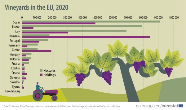 202205 Vineyard@1.5x-100.jpg