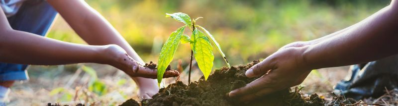 File:Planting tree-AdobeStock 559514647 copy RESIZED-CROPPED.jpg